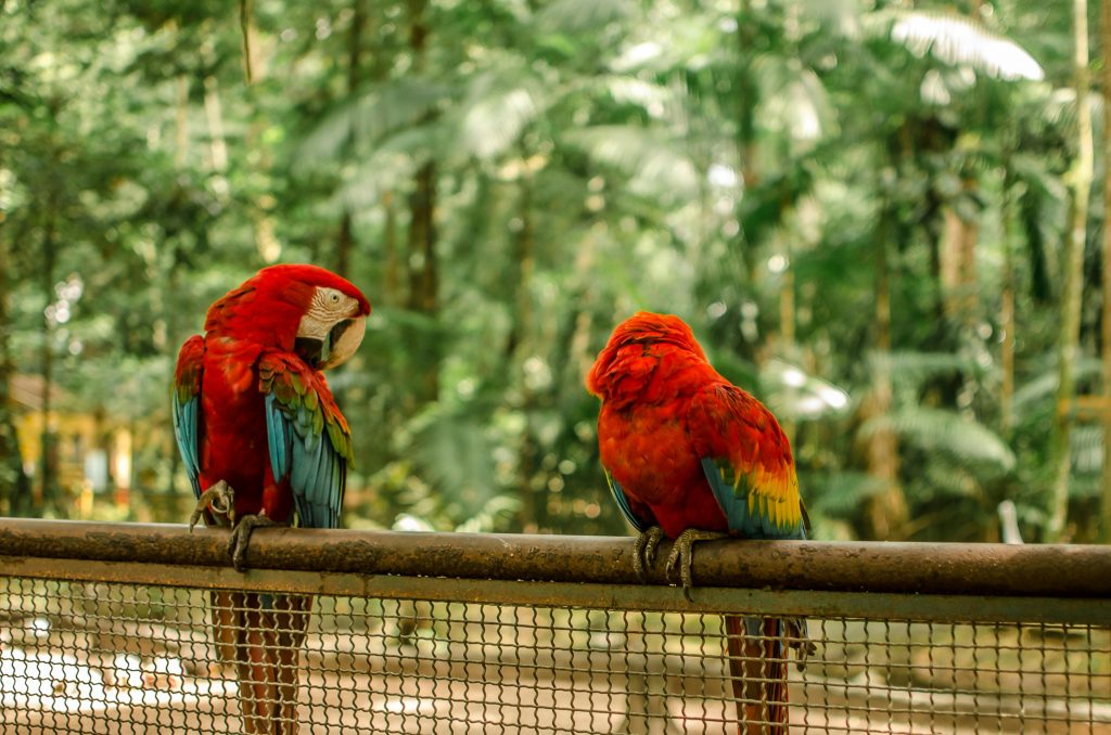 Beyond Indifference and Denialism: Brazilian Pentecostals and the Climate Question